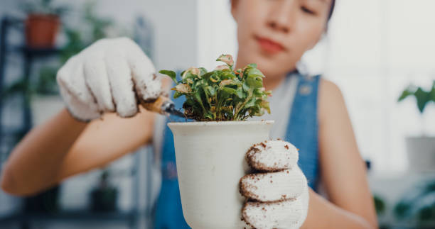 close up of young asian woman transplanting plant into new pot in the morning at home. - garden decoration stockfoto's en -beelden