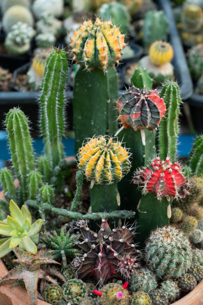 close up top view cactus in house plants. cactus farm. - garden decoration stockfoto's en -beelden