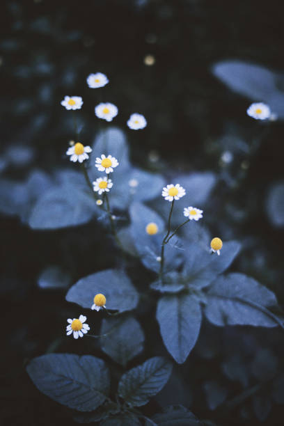 closeup on white chamomile flower on black background. - garden decoration stock pictures, royalty-free photos & images