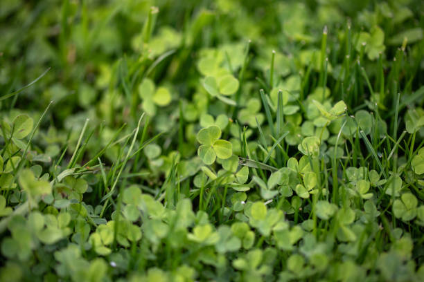 clover as lawns - garden decoration stock pictures, royalty-free photos & images