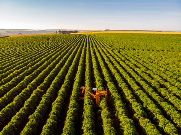 coffee combine harvester - coffee stock pictures, royalty-free photos & images