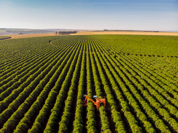coffee combine harvester - coffee stockfoto's en -beelden