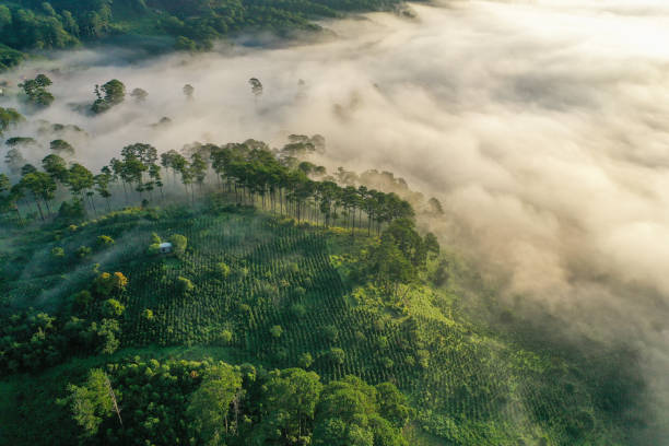 coffee farm in the fog by drone view - coffee stock pictures, royalty-free photos & images