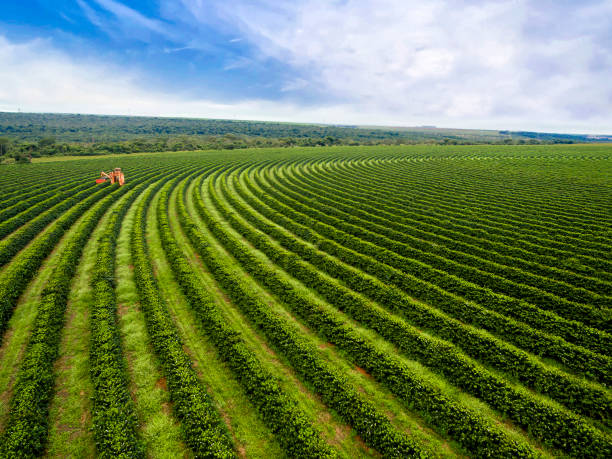 coffee harvesting - coffee stockfoto's en -beelden