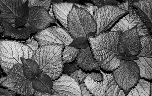 coleus leaves in tones of silver - garden decoration stock pictures, royalty-free photos & images