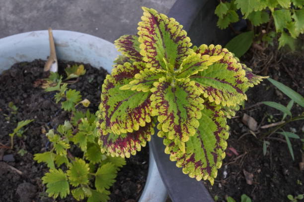 coleus solenostemon scutellarioides, plectranthus scutellarioides - garden decoration stock pictures, royalty-free photos & images