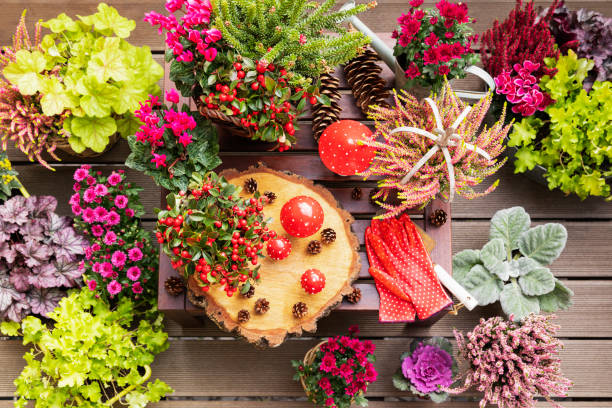 collection of autumn flowers and decorations - garden decoration stock pictures, royalty-free photos & images