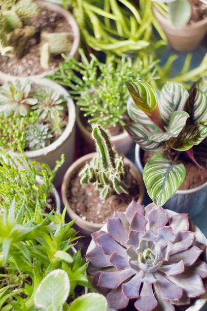 collection of succulents. - garden decoration stock pictures, royalty-free photos & images