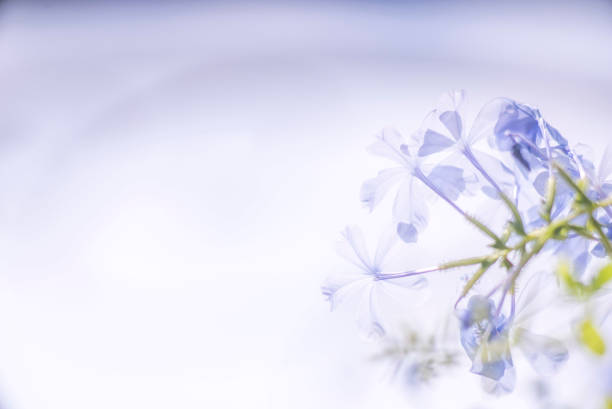 color of nature - garden decoration stock pictures, royalty-free photos & images