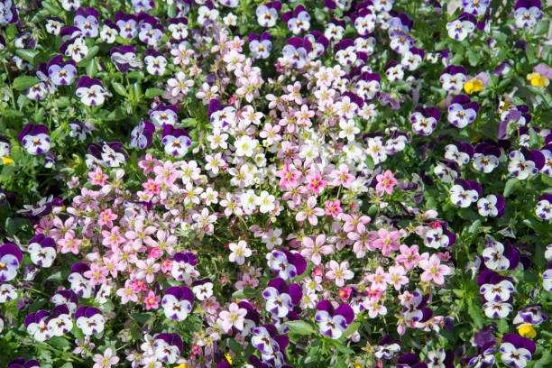 colorful flower background - garden decoration stock pictures, royalty-free photos & images