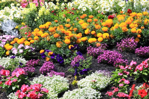 colorful flowers display - garden decoration stock-fotos und bilder