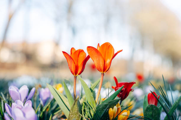 colorful flowers in the spring - garden decoration stock pictures, royalty-free photos & images