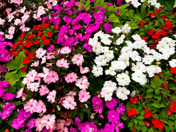 colorful impatiens flower in bloom - garden decoration stockfoto's en -beelden