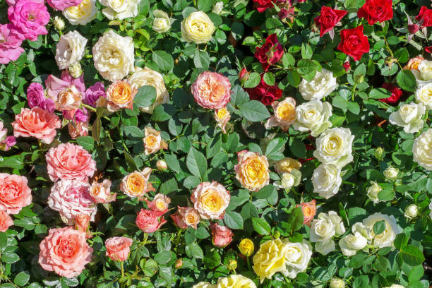 colorful roses - garden decoration stock pictures, royalty-free photos & images