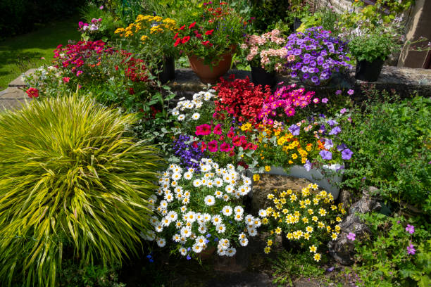 colourful display of bright summer bedding plants in containers - garden decoration stockfoto's en -beelden