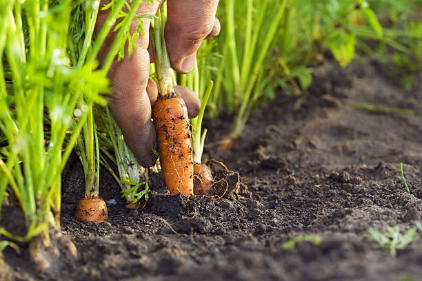 corrot dans le champ - food photos et images de collection