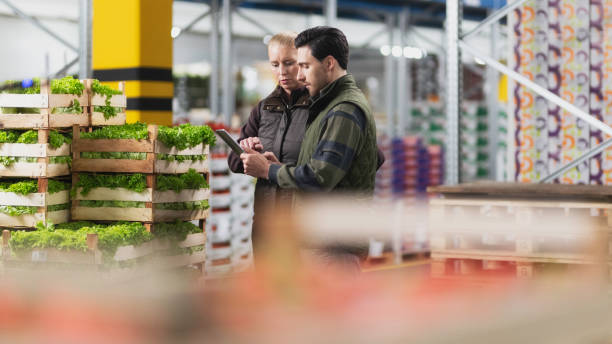 crates of lettuce, isolated - food stock pictures, royalty-free photos & images