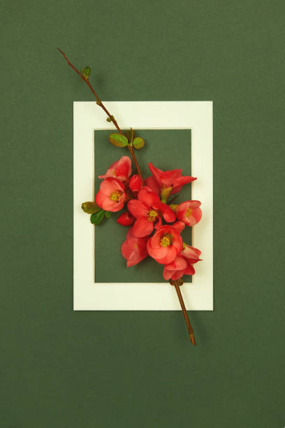 creative layout made with red quince flowering branch and white picture frame on dark green background. top view, flat lay, copy space. - garden decoration stock pictures, royalty-free photos & images