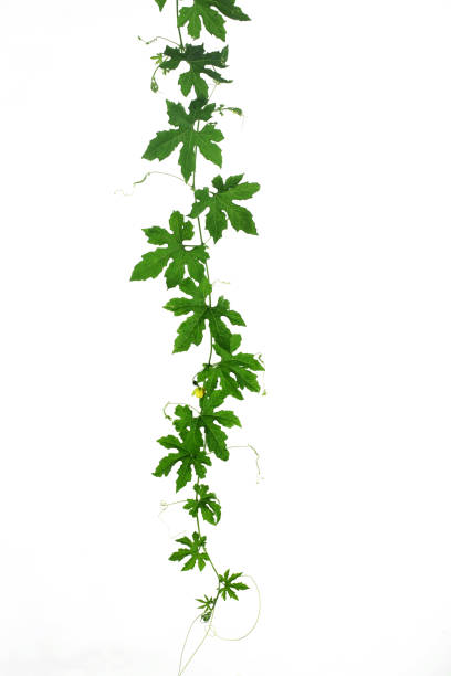 cucumber leaves isolated on white - garden decoration stock pictures, royalty-free photos & images