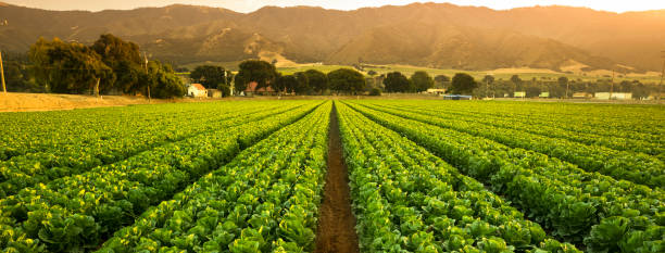 cultures poussent sur des terres agricoles fertiles panoramiques avant la récolte - food photos et images de collection