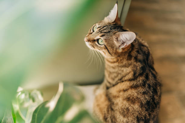 curious blue eyed cat exploring big light room with home plants. grey short-haired kitten with funny muzzle. adorable siamese cat. - garden decoration stock pictures, royalty-free photos & images