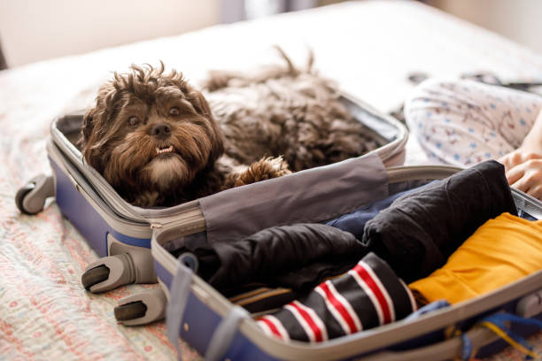 cute dog inside of open suitcase - travel stock pictures, royalty-free photos & images
