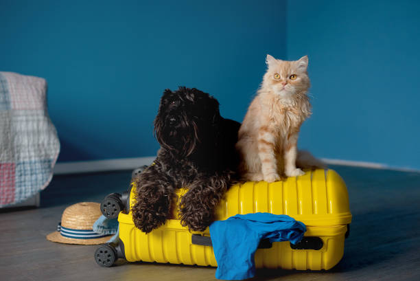 cute pets and suitcase indoors. pet friendly hotel - travel stock-fotos und bilder