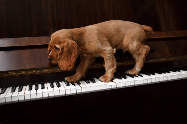 cute puppy of a golden cocker spaniel on the piano keys. - concert stock pictures, royalty-free photos & images