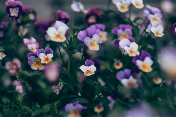 cute vibrant collection of purple and white pansies in full bloom, showcasing their delicate petals and vibrant colors. - garden decoration stock pictures, royalty-free photos & images