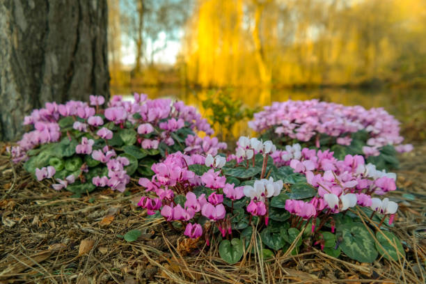 cyclamen pink and white flowers - garden decoration stock pictures, royalty-free photos & images