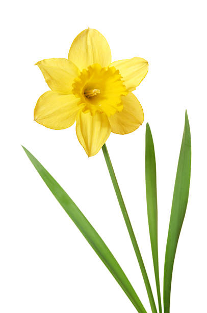 daffodil isolated on white - garden decoration stock pictures, royalty-free photos & images