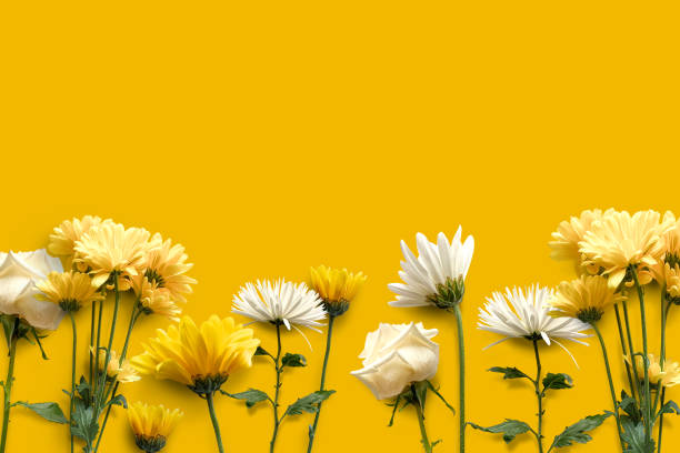 daffodils border - garden decoration stock pictures, royalty-free photos & images