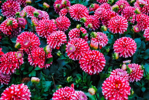 dahlia - garden decoration stock pictures, royalty-free photos & images