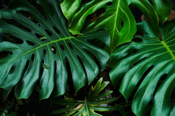 dark green leaves of caladium in the rainforest - garden decoration stockfoto's en -beelden