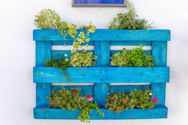 decorative blue wooden boxes with flowers on a white wall close-up baska, croatia - garden decoration stock pictures, royalty-free photos & images