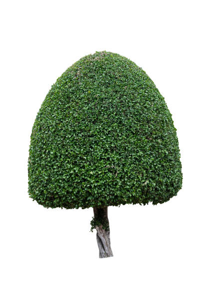 decorative shrub on isolated background for garden decoration - garden decoration stock pictures, royalty-free photos & images