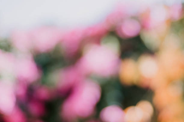 defocused colorful flowers in pink and orange - garden decoration stock pictures, royalty-free photos & images