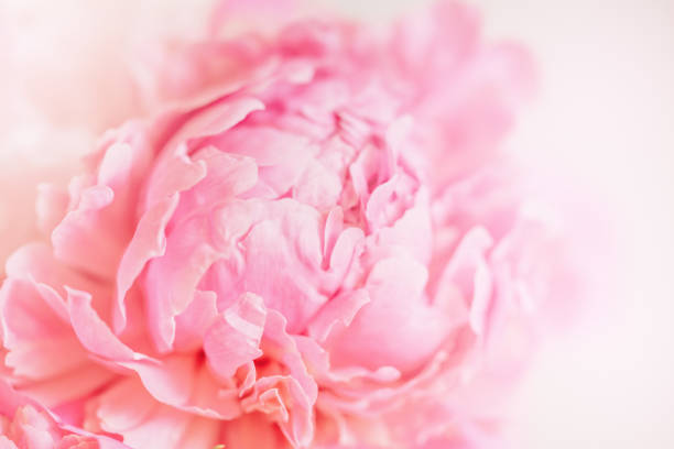delicate blush pink peony in soft focus whispering the essence of spring - garden decoration stock pictures, royalty-free photos & images