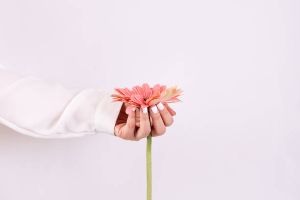 delicate french manicure with a rose in hand - nails art stock pictures, royalty-free photos & images