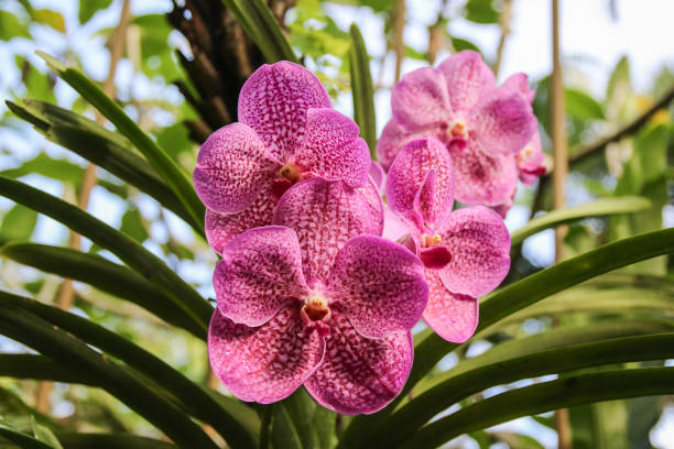 delicate pink orchid flowers in singapore botanical garden - garden decoration stock pictures, royalty-free photos & images