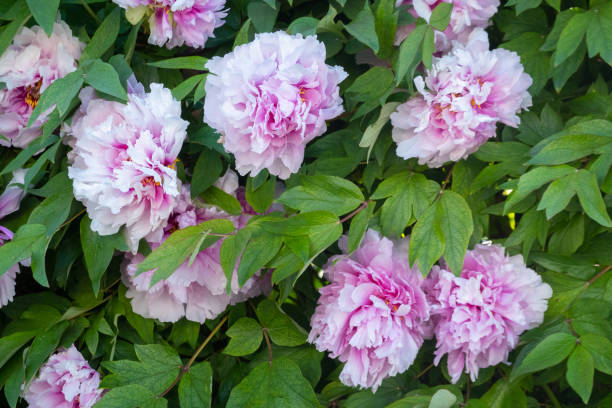 Details of a pink flowering peony bush is seen in L'Aquila, Italy, on april 16th, 2024. Peonies are herbaceous perennials prized for their large,...