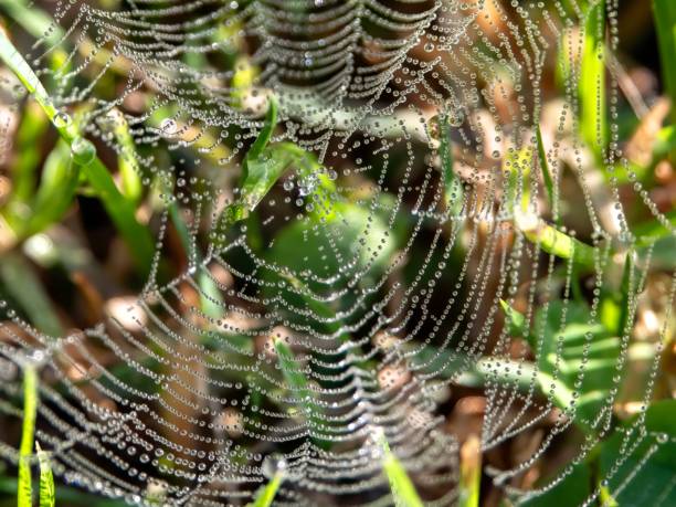 dew trapped in spider web - garden decoration stock pictures, royalty-free photos & images