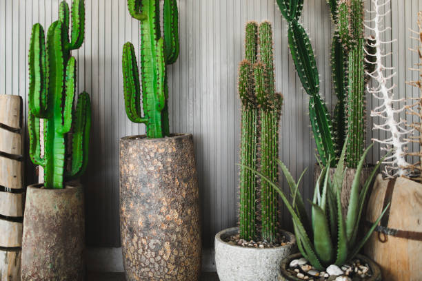 different cactuses in stone pots as decoration. grey wall background. - garden decoration stock pictures, royalty-free photos & images