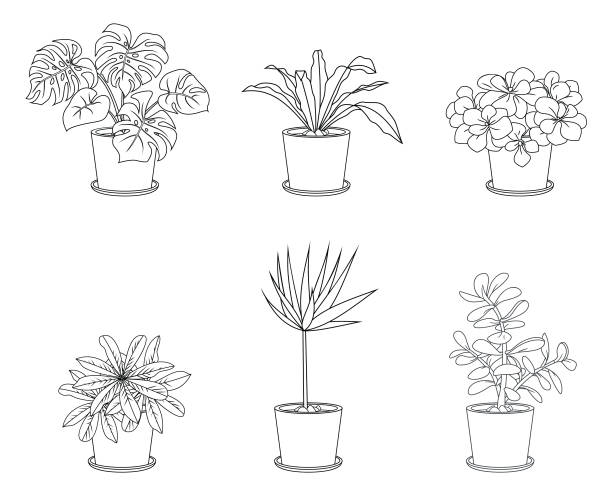 different houseplants in flower pots on white background - garden decoration stock illustrations
