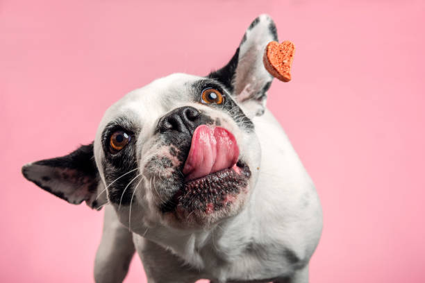 dog catching a biscuit. - food stock pictures, royalty-free photos & images
