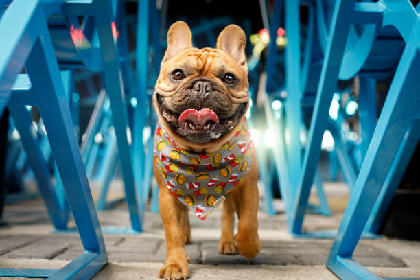 dog parading on the catwalk - fashion stock pictures, royalty-free photos & images