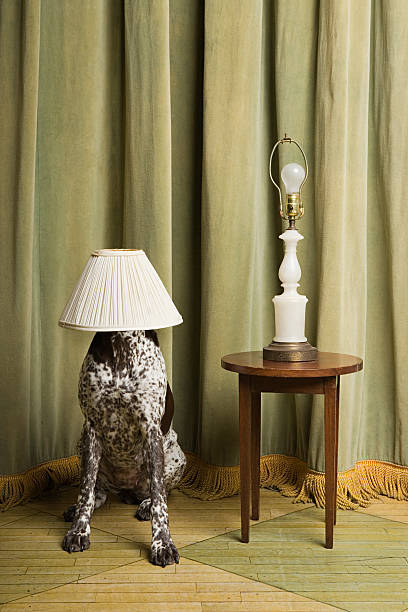 dog with a lampshade on its head - home decoration stock pictures, royalty-free photos & images