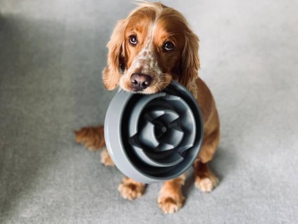 dog with bowl - food stock pictures, royalty-free photos & images