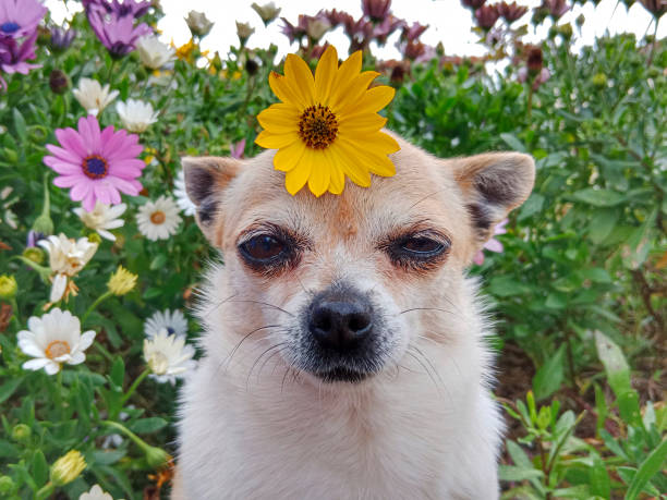 dog with flower on head, pollen allergy - garden decoration stock pictures, royalty-free photos & images