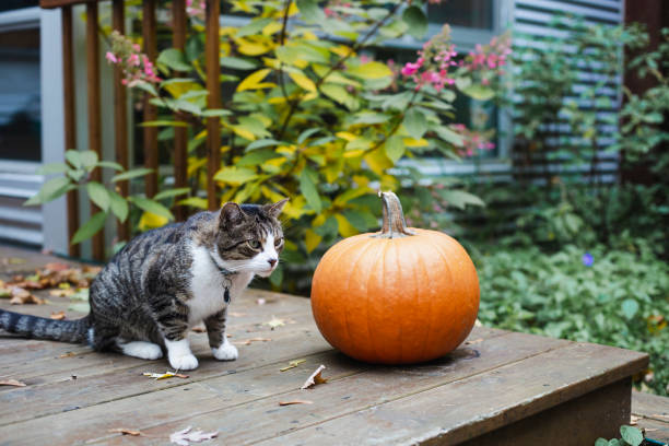 domestic cat and a pumpkin - garden decoration stock pictures, royalty-free photos & images